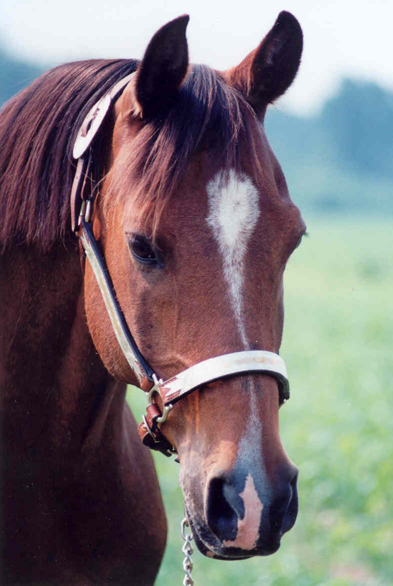 brandyhead1.jpg