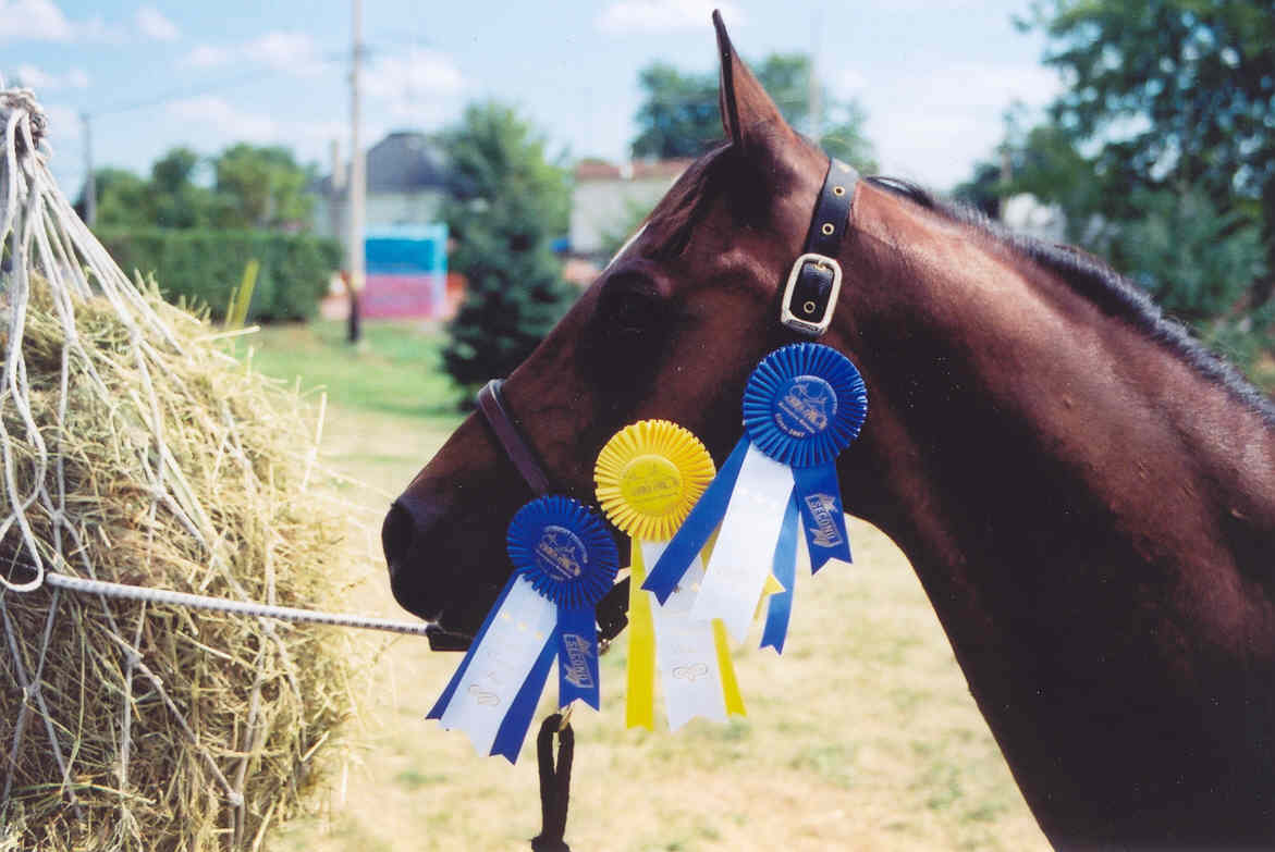 brandyribbons.jpg