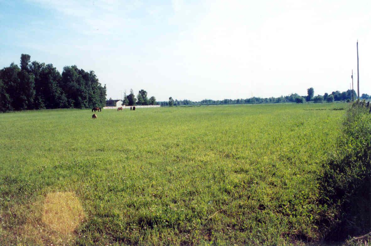 field.jpg