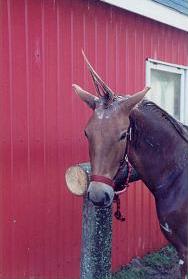 unicorn1.jpg